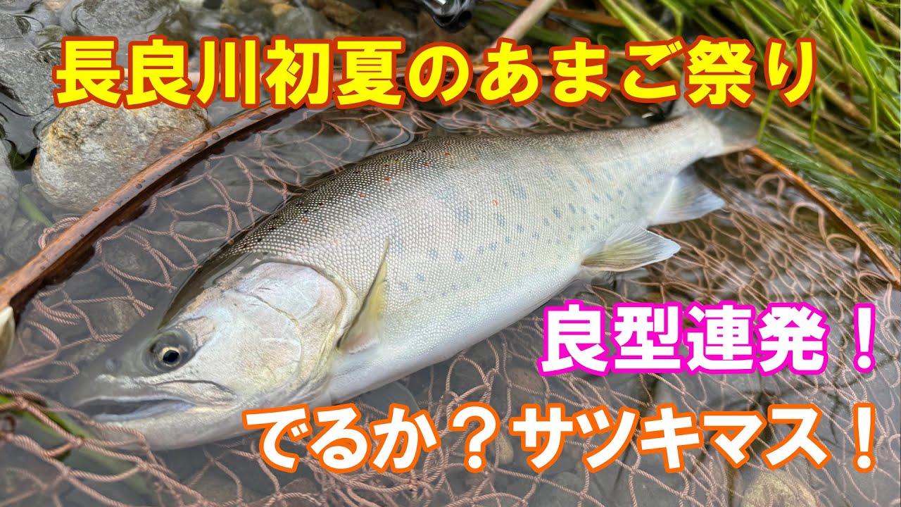 令和6年！長良川！初夏のあまご祭り！出るか？サツキマス！？