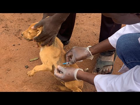 Video: Hvorfor Det Er Viktig å Plukke Opp Hundeske - Zoonotic Diseases From Pet Poop