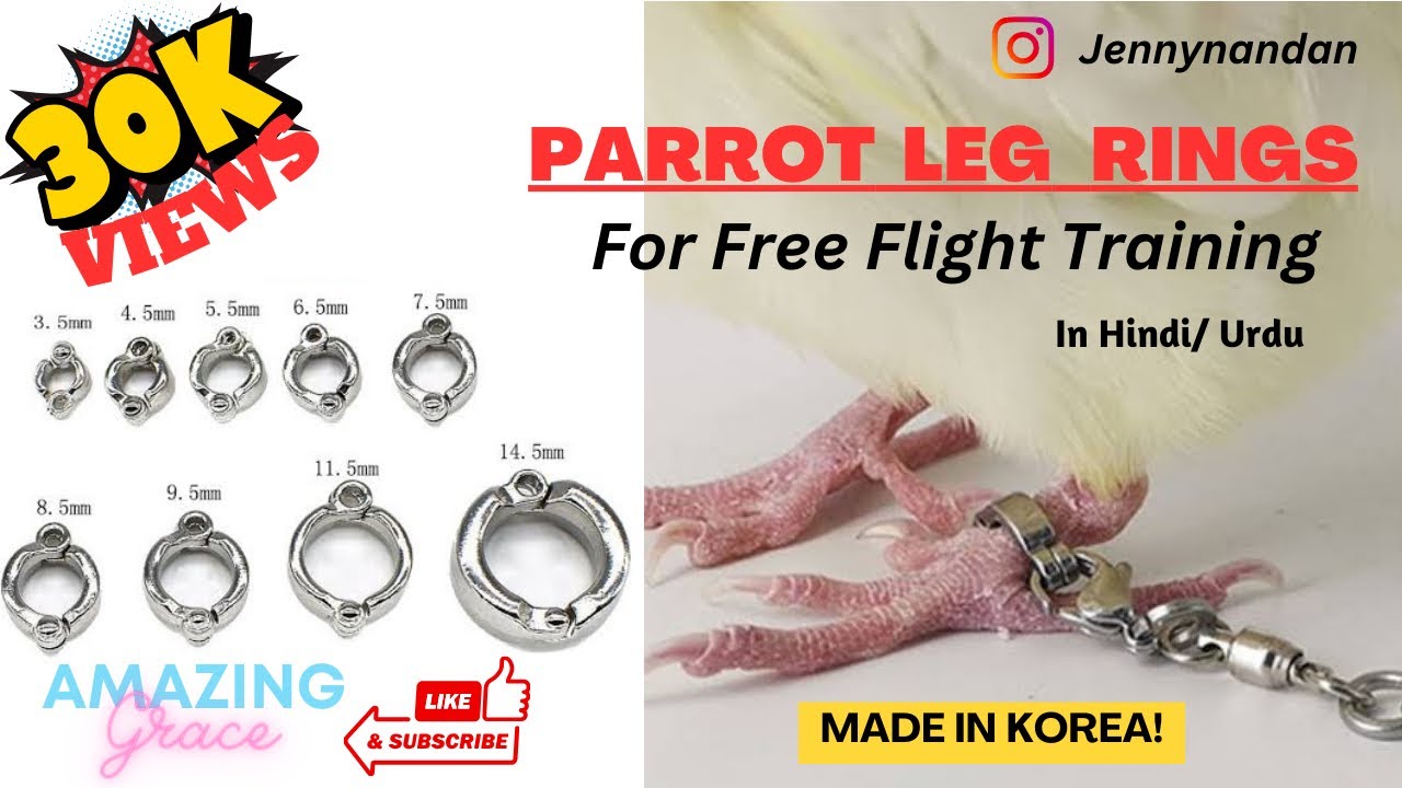 Pet Finch Leg Rings | Buying a Canary or Finch | Finches and Canaries