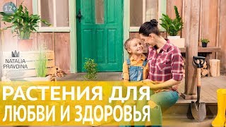 видео Как выбрать цветы для дома согласно фэн-шую