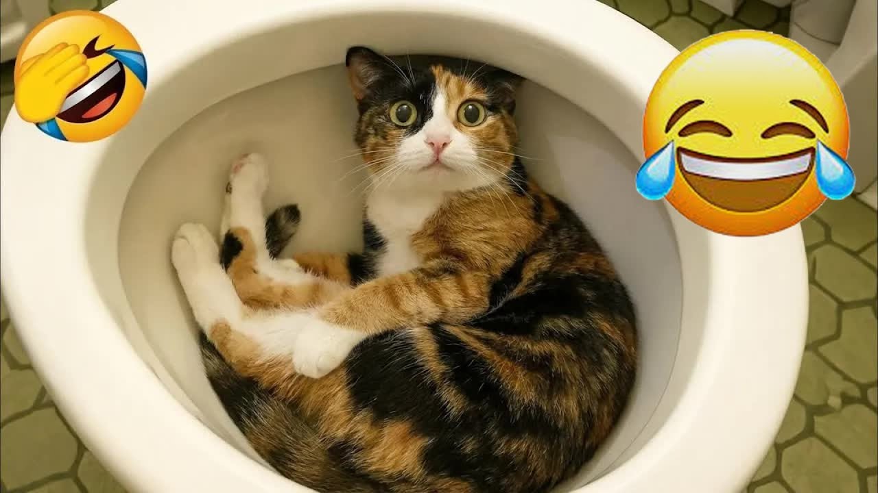 Funniest Cats and Dogs Clips 2026😼🐶Try Not To Laugh😊 😌 #animals #funnydogs #funnycats