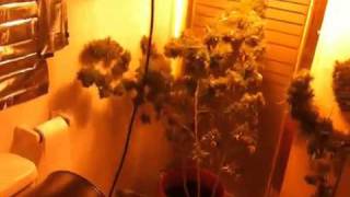 pokik first grow silver haze