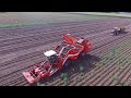 Potato harvest 2019 | GRIMME VENTOR 4150 | MF 8650 | Aardappels rooien | Ploegmakers de Rips