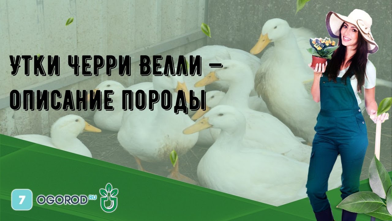 Утки черри велли описание породы характеристика. Порода уток черри Велли. Пекинская утка черри Велли. Утка черри-Велли описание породы. Утята породы черри Велли.