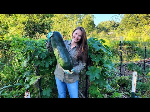 Growing Food In A Drought: Wax Melon