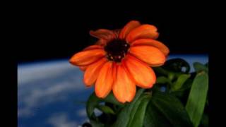 fotografi-makro-bunga screenshot 3