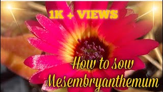 How to sow mesembryanthemum / livingstone daisy ice plant