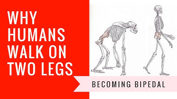 Why Do We Walk on Two Legs?