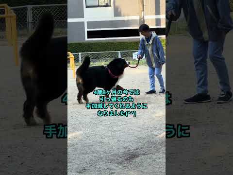 【かあちゃんと散歩できて嬉しいバーニーズ】 #バーニーズマウンテンドッグ #犬 #ペット #バーニーズ #散歩 #犬の散歩