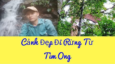 Đi Rừng/Thác Nước/ Tổ Ong khoái Khủng 15 kg Mật / Ong Rừng Đông Bắc