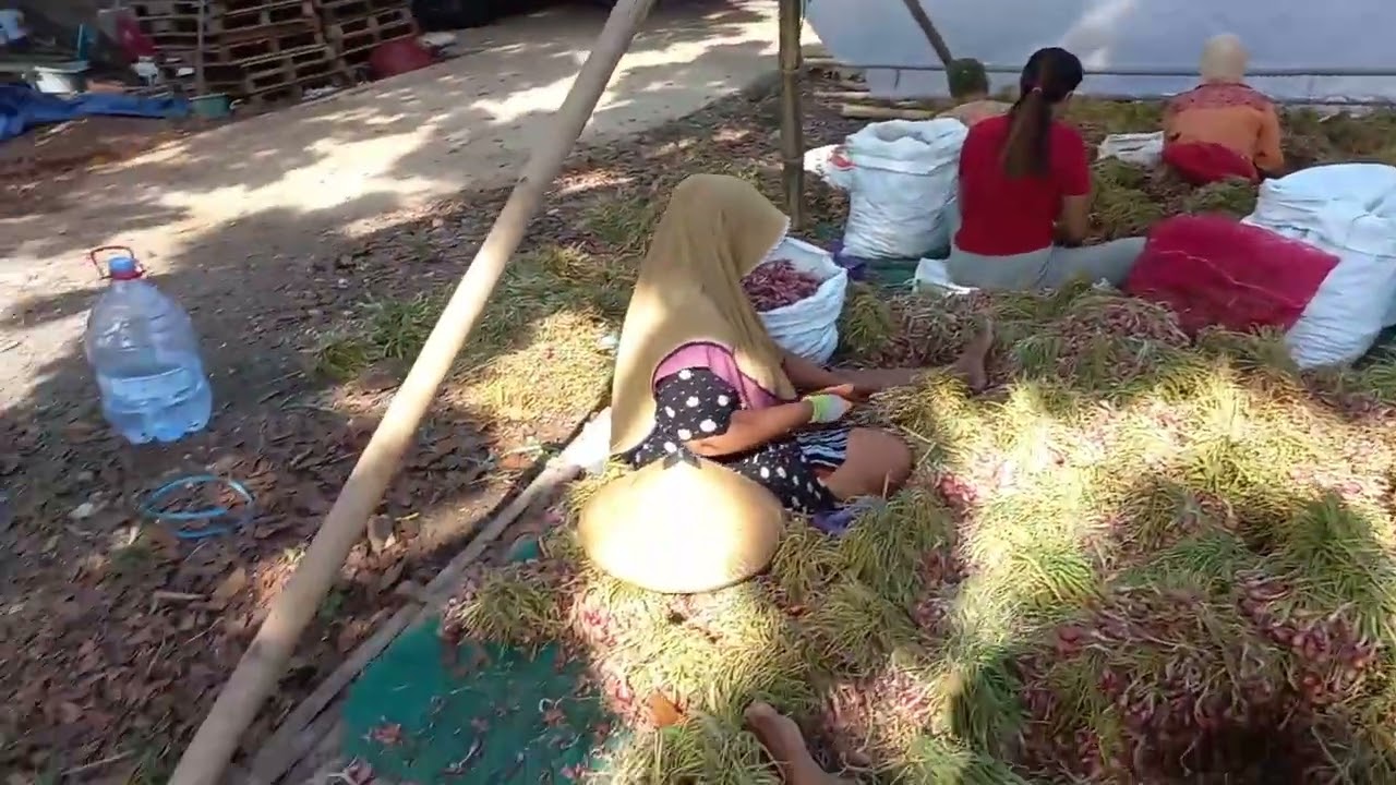 PROSES PRA JUAL BAWANG MERAH