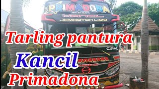 TARLING PANTURA//KANCIL PRIMADONA