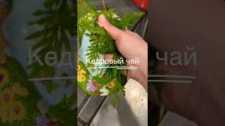 Кедровый чай