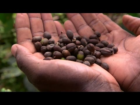 Study shows impact of global warming on coffee production