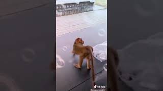 Alkirad Yoghdibo Lkalb