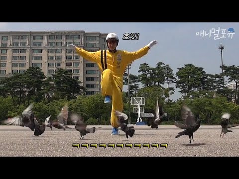 비둘기를 내쫓는 가장 효과적인 방법은?｜KBS 위기탈출 넘버원 150903 방송