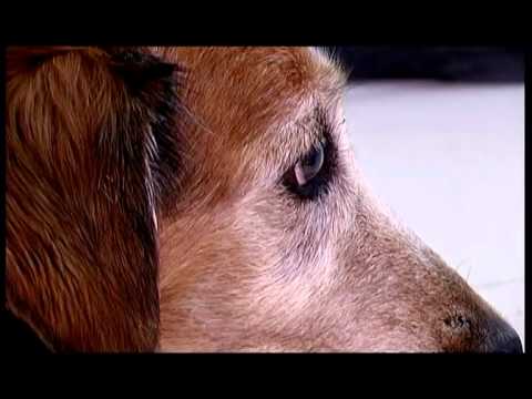 Video: Zdravlje Zglobova Kod Starijih Pasa I Mačaka