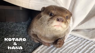 本気で鬼ごっこするカワウソが激しすぎて手に負えない Great Otter Chase and Wrestling