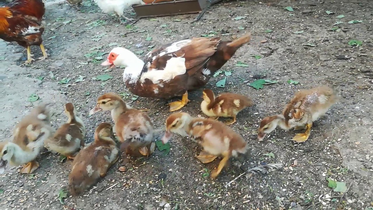 Muscovy duck with ducklings, and chickens chasing each other to take