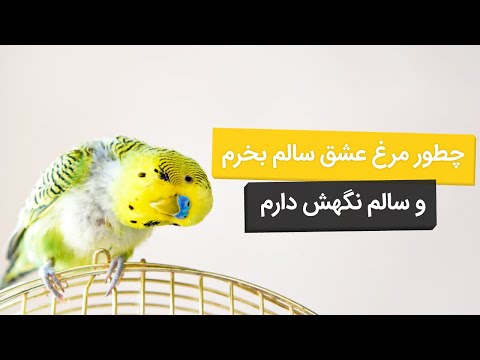 نحوه صحیح نگهداری از مرغ عشق از خرید تا به آخر