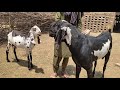 Cute animal goat form vedio 2021