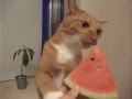 【ペット格闘対決動画!!】 猫 ＶＳ すいか☆　kitten vs watermelon