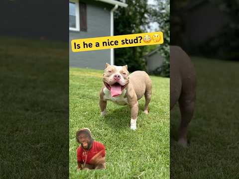 Who S Female Would Go Nice With This Boy Sskk Viral Shorts Nfl Collegefootball Ytshorts