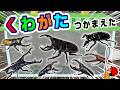 【昆虫の名前】こんちゅうのなまえ!昆虫採集・クワガタ編〈ノコギリクワガタ・スマトラオオヒラタクワガタなど〉【ひらがな 幼児向け 子ども向け】 日本語 Hiragana bug Japanese