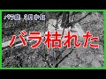 何故枯れた?!■理由はこれです"(-""-)"