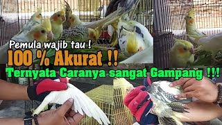 Cara Membedakan Falk Jantan dan Betina Paling Gampang | Pemula Pasti bisa !