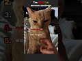 Funny Cats Being Absolutely Ridiculous 😂