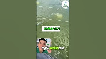 Vì sao ao tôm khó lên màu trà? Hai cách gây màu nhanh bằng Silic và vi sinh cực hiệu quả