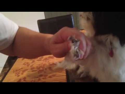How to cut or trim dogs nails - YouTube