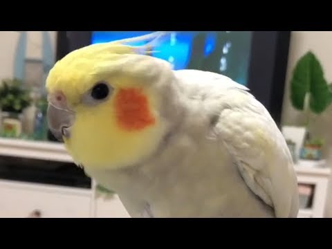 broken-birb