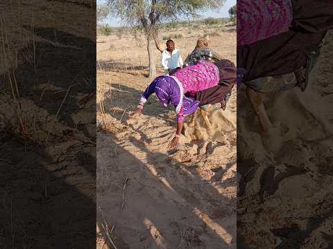 الجمل واقف على العصا صعدت الفتاة فوقه وقف الجمل فوقه سقطت الفتاة كيف