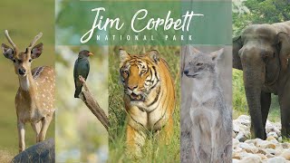 Tracking Tigers: Cinematic Journey in Jim Corbett National Park,Dhikala Zone,TIGER SIGHTING AT NIGHT