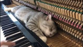 Download lagu Merry go round of life Howl's moving catsle OST for Meow