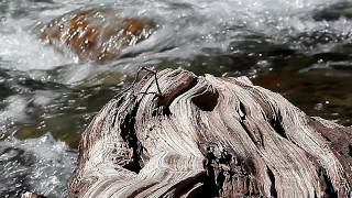 Paisajes Culturales de Arpehue, territorio Mapuche Inapireche