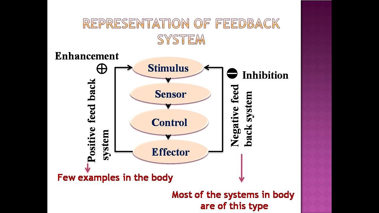 Back to system. Positive and negative feedback homeostasis. Example for negative feedback. Positive feedback Betekenis. The whole System consists of Feed forward and negative feedback Parts.