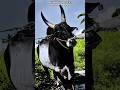 𝐒𝐀𝐋𝐄𝐌 👑🇰‌🇮‌🇳‌🇬‌ ❤️‍🔥𝐊𝐚𝐝𝐮𝐯𝐞𝐭𝐭𝐢🦁🇦‌🇵‌🇵‌🇺‌ 👿....#trending #jallikattu #shots #kaalai #appu #kangeyam