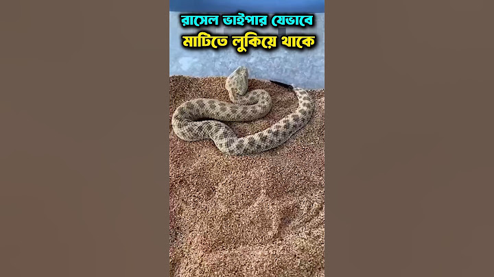 রাসেল ভাইপার সাপ 🐍 যেভাবে মাটিতে লুকিয়ে থাকে দেখুন 😲 #রাসেলভাইপার #raselvaipar #snake #viral