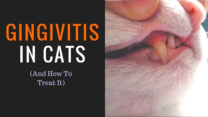 [GINGIVITIS IN CATS] & How to treat it - DayDayNews