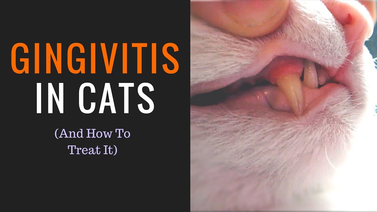 Legitim historie Kostume GINGIVITIS IN CATS] & How to treat it - YouTube