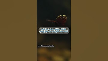 con này ăn được đó 🥘 #dongvat #animals #insect #Divingbeetles