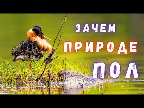 Загадки Эволюции и Гендерное Разнообразие в Природе \ Земля \ Люди и Космос