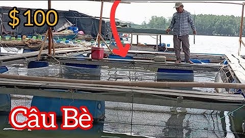 Câu cá Nâu ở Bè Cầm phả Mỹ Xuân BRVT/ Câu cá thiên nhiên