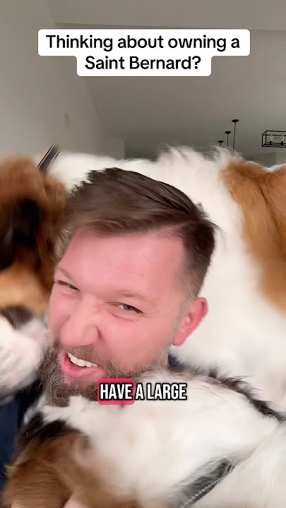 Thinking about owning a Saint Bernard? #dogsoftiktok #saintbernard #dogsofyoutube #dogslife #funny