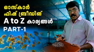 Oscar fish breeding and rearing  PART 1 | ഓസ്കാർ ഫിഷ് ബ്രീഡിങ്ങും പരിപാലനവും  | Pearl Aqua Farm