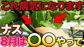 落ちてる茄子 Do it now] Cut this part of the eggplant before it gets