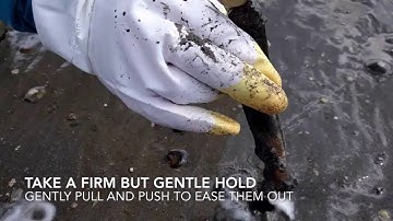 Harvesting Razorfish in Cornwall